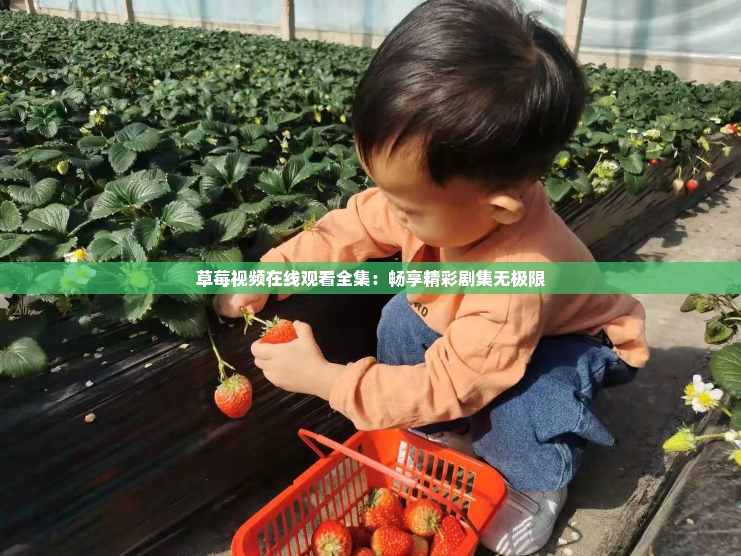 草莓视频在线观看全集：畅享精彩剧集无极限