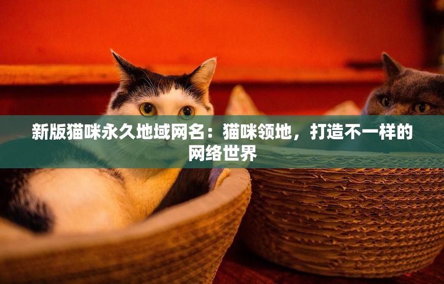 新版猫咪永久地域网名：猫咪领地，打造不一样的网络世界