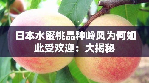 日本水蜜桃品种岭风为何如此受欢迎：大揭秘