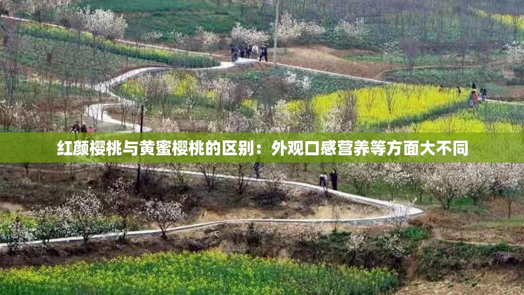 红颜樱桃与黄蜜樱桃的区别：外观口感营养等方面大不同