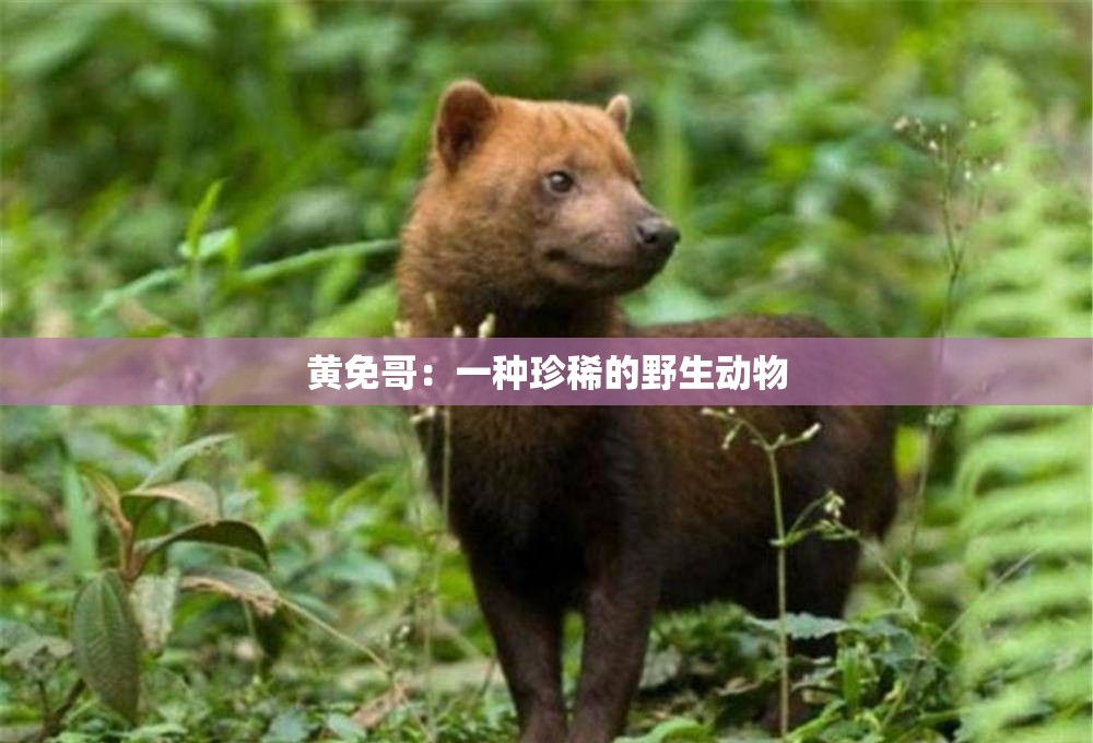 黄免哥：一种珍稀的野生动物