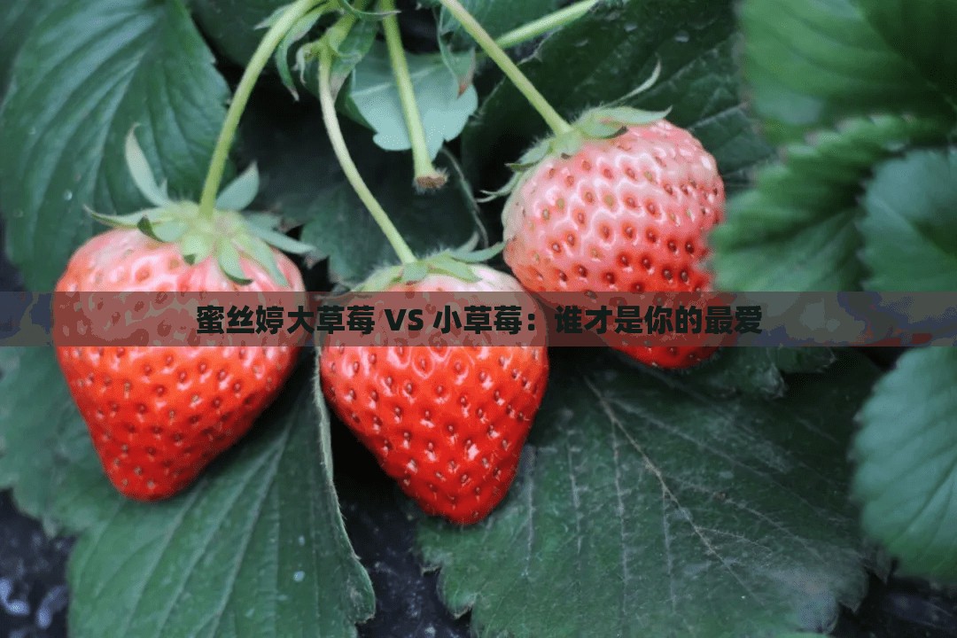 蜜丝婷大草莓 VS 小草莓：谁才是你的最爱