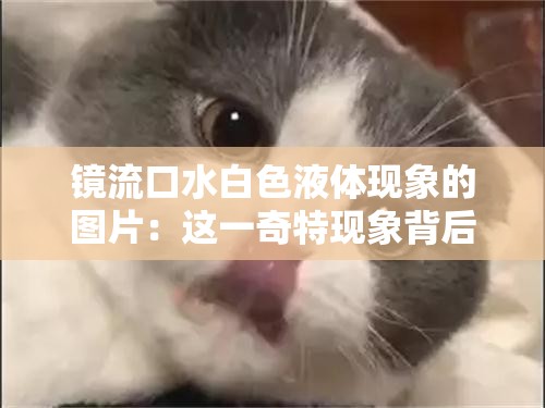 镜流口水白色液体现象的图片：这一奇特现象背后的秘密