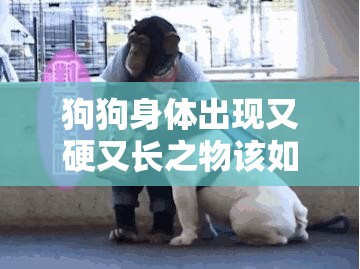 狗狗身体出现又硬又长之物该如何应对