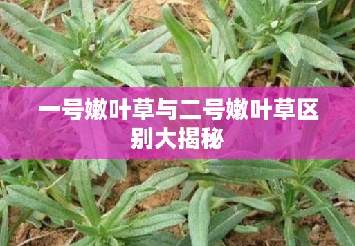 一号嫩叶草与二号嫩叶草区别大揭秘