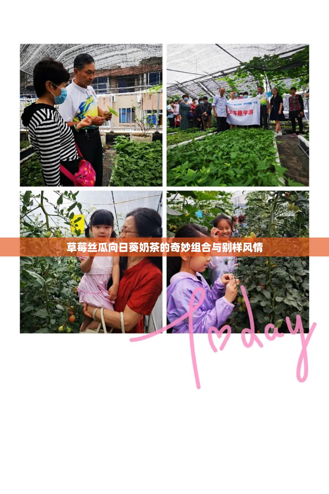 草莓丝瓜向日葵奶茶的奇妙组合与别样风情