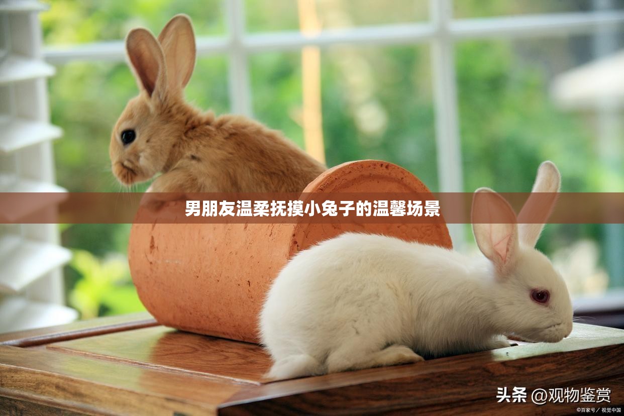 男朋友温柔抚摸小兔子的温馨场景