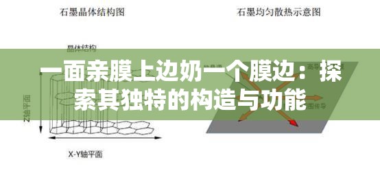 一面亲膜上边奶一个膜边：探索其独特的构造与功能