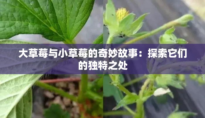 大草莓与小草莓的奇妙故事：探索它们的独特之处