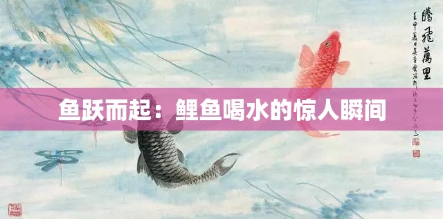 鱼跃而起：鲤鱼喝水的惊人瞬间