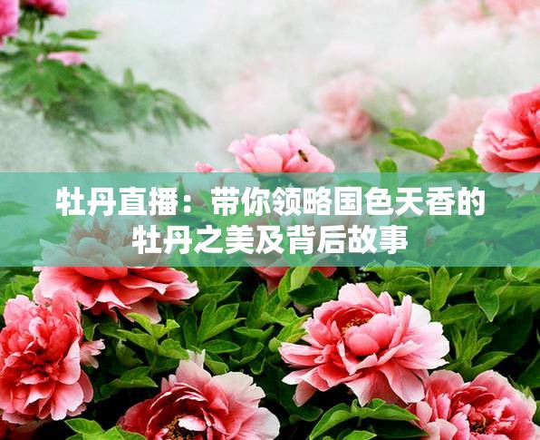 牡丹直播：带你领略国色天香的牡丹之美及背后故事