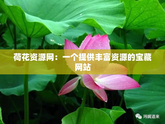 荷花资源网：一个提供丰富资源的宝藏网站