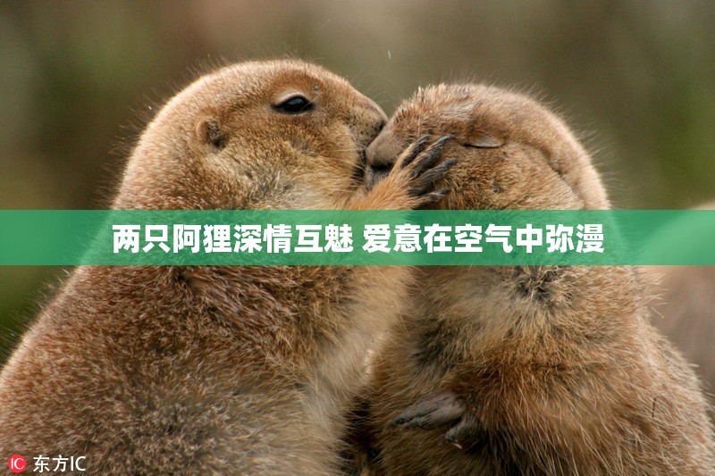 两只阿狸深情互魅 爱意在空气中弥漫