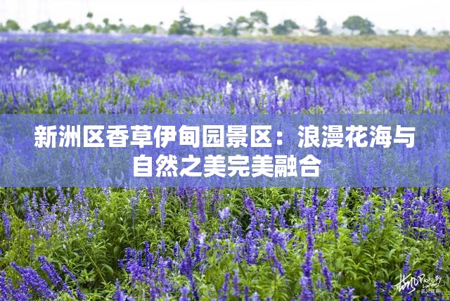 新洲区香草伊甸园景区：浪漫花海与自然之美完美融合