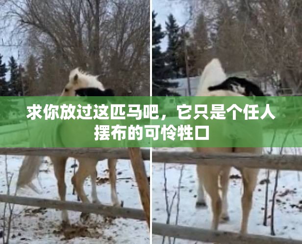求你放过这匹马吧，它只是个任人摆布的可怜牲口