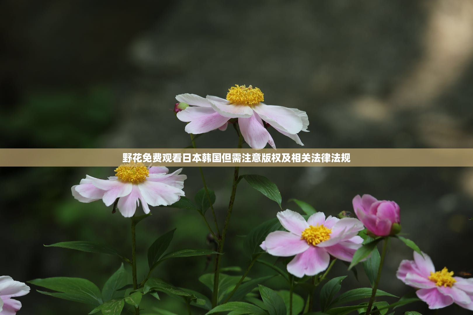 野花免费观看日本韩国但需注意版权及相关法律法规