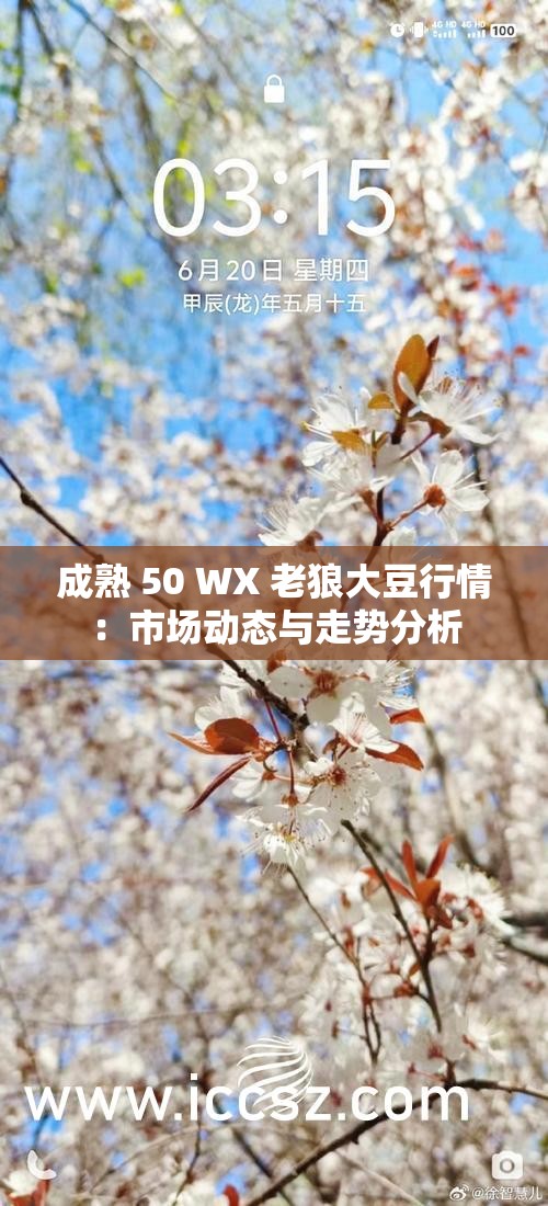 成熟 50 WX 老狼大豆行情：市场动态与走势分析