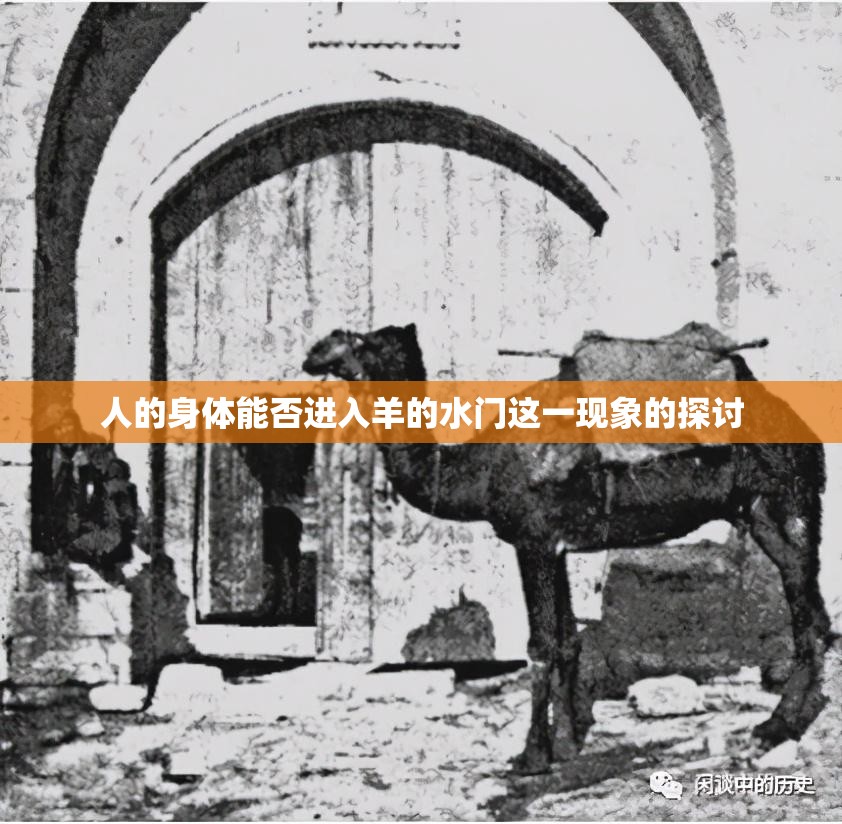 人的身体能否进入羊的水门这一现象的探讨