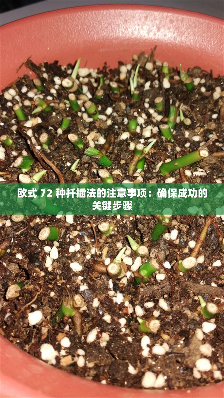 欧式 72 种扦插法的注意事项：确保成功的关键步骤