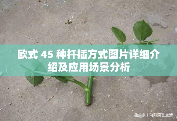 欧式 45 种扦插方式图片详细介绍及应用场景分析