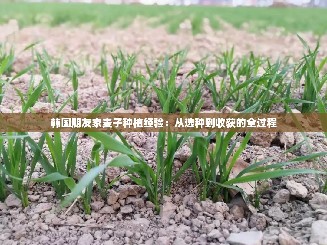 韩国朋友家麦子种植经验：从选种到收获的全过程