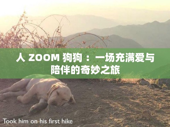 人 ZOOM 狗狗 ：一场充满爱与陪伴的奇妙之旅