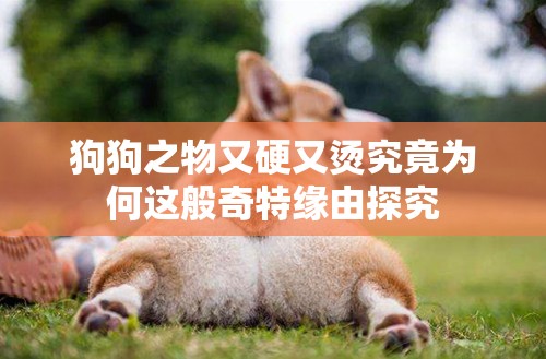 狗狗之物又硬又烫究竟为何这般奇特缘由探究