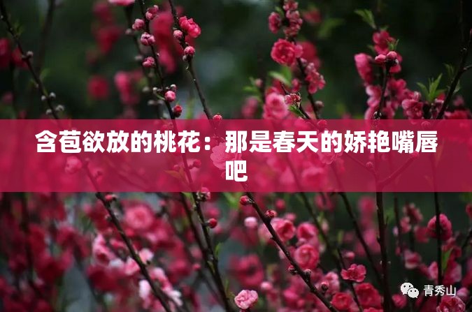 含苞欲放的桃花：那是春天的娇艳嘴唇吧