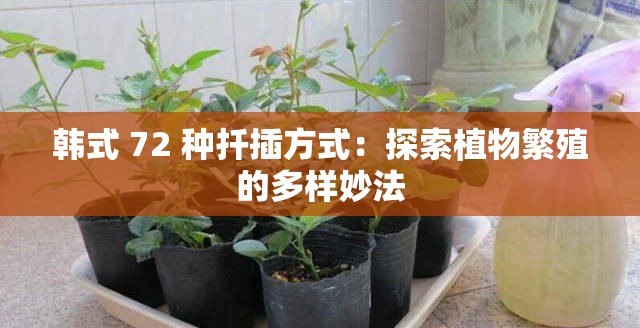 韩式 72 种扦插方式：探索植物繁殖的多样妙法