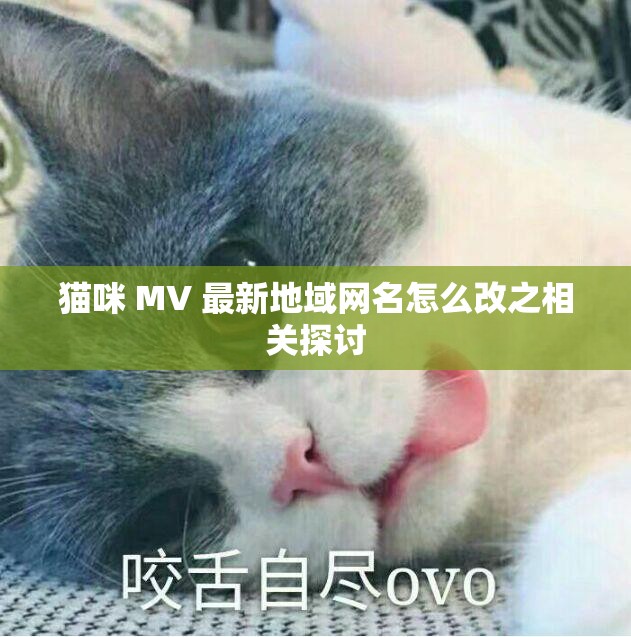 猫咪 MV 最新地域网名怎么改之相关探讨