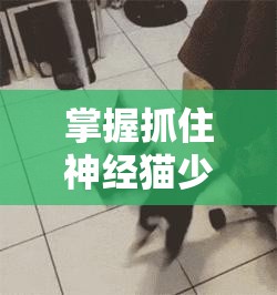 掌握抓住神经猫少步骤技巧在高效资源管理与优化中的关键作用