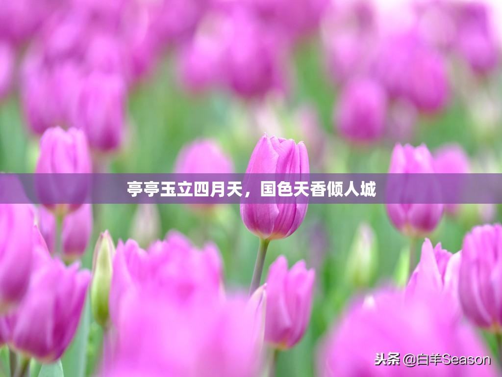 亭亭玉立四月天，国色天香倾人城
