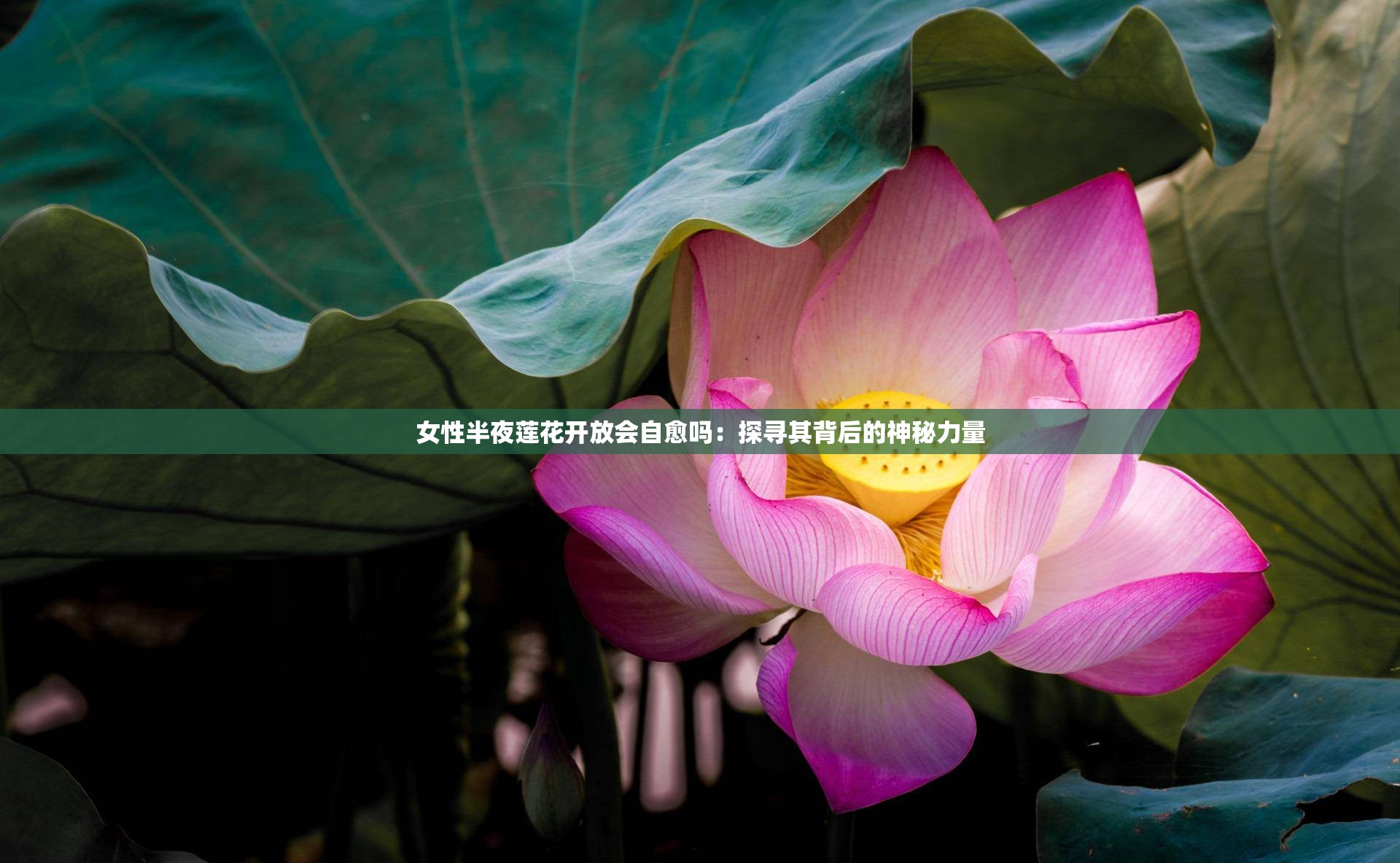 女性半夜莲花开放会自愈吗：探寻其背后的神秘力量