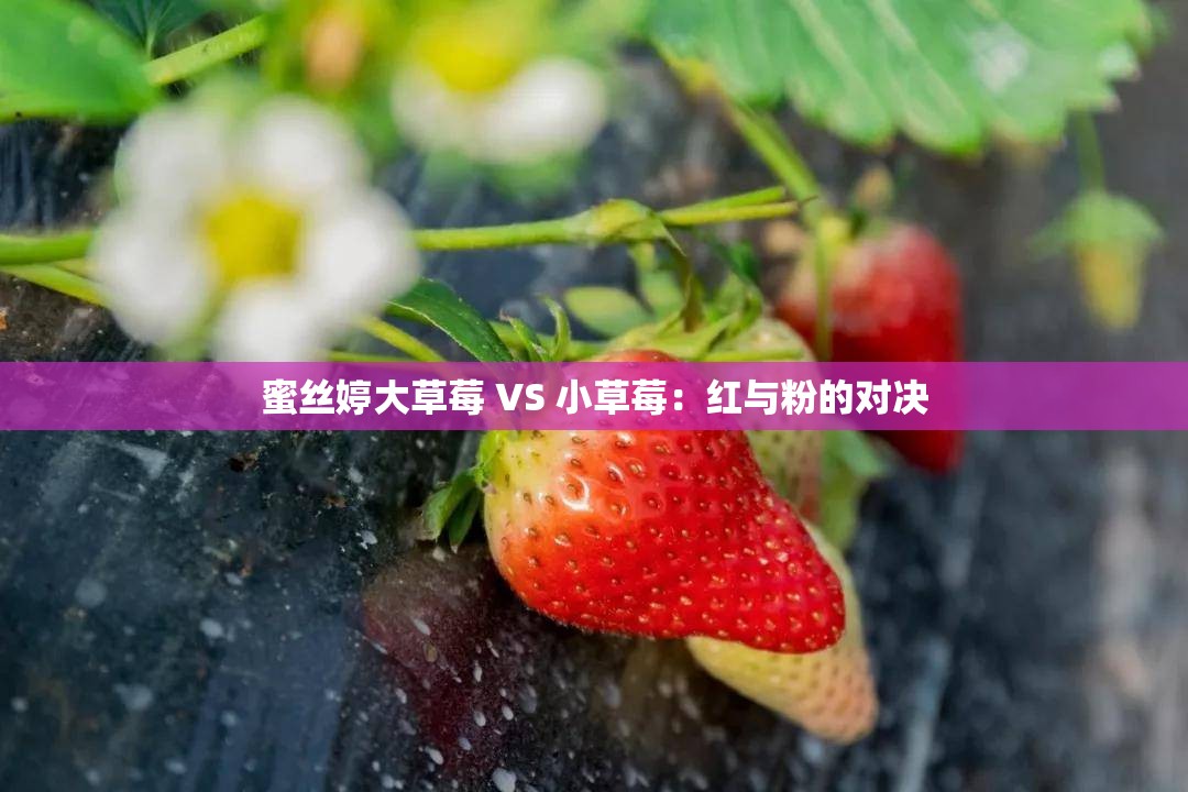 蜜丝婷大草莓 VS 小草莓：红与粉的对决