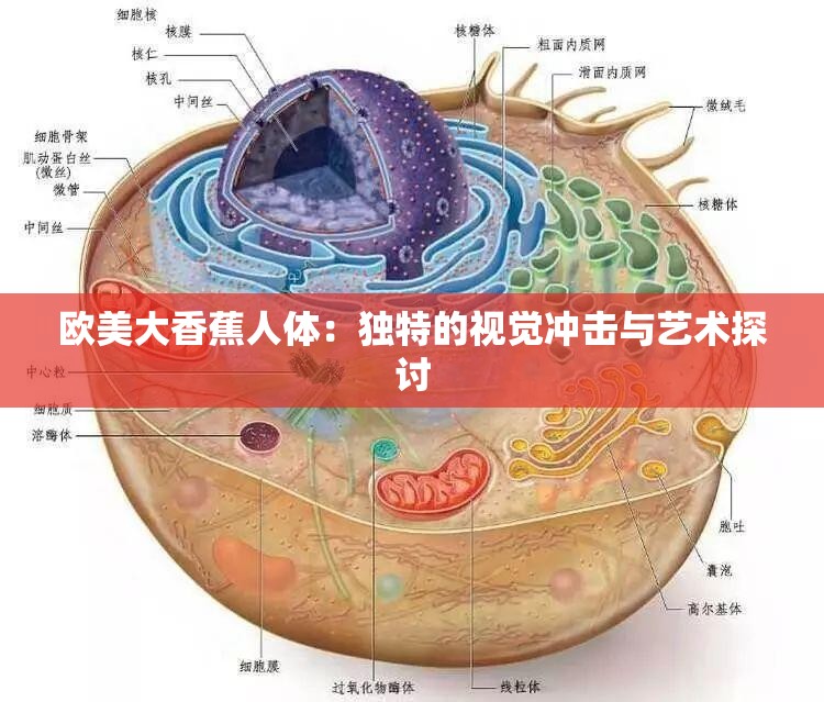 欧美大香蕉人体：独特的视觉冲击与艺术探讨
