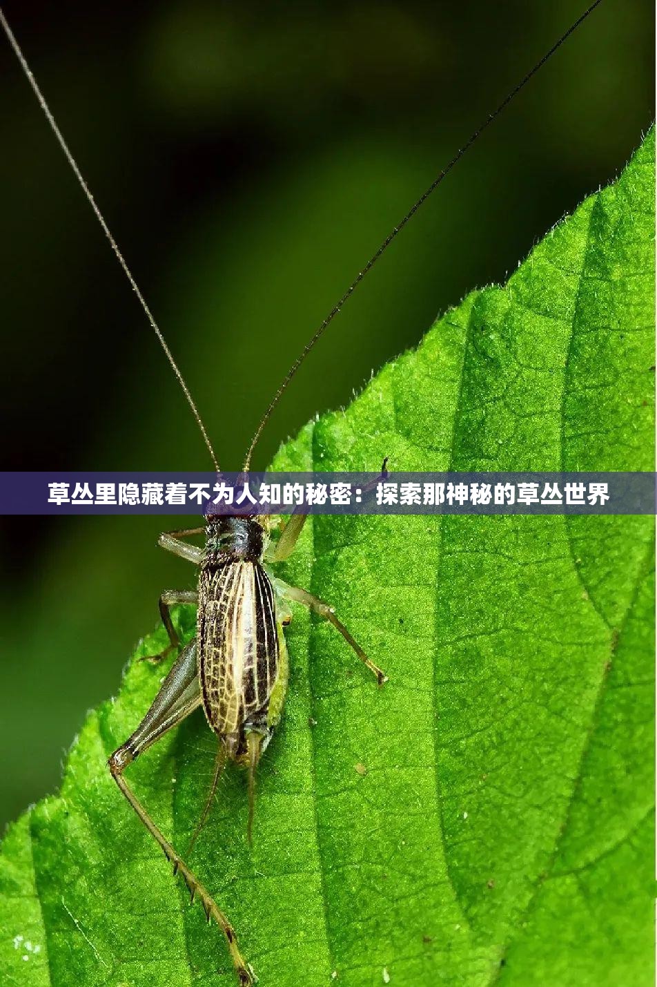 草丛里隐藏着不为人知的秘密：探索那神秘的草丛世界