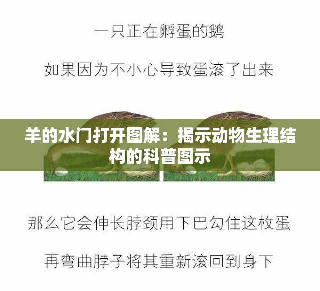羊的水门打开图解：揭示动物生理结构的科普图示