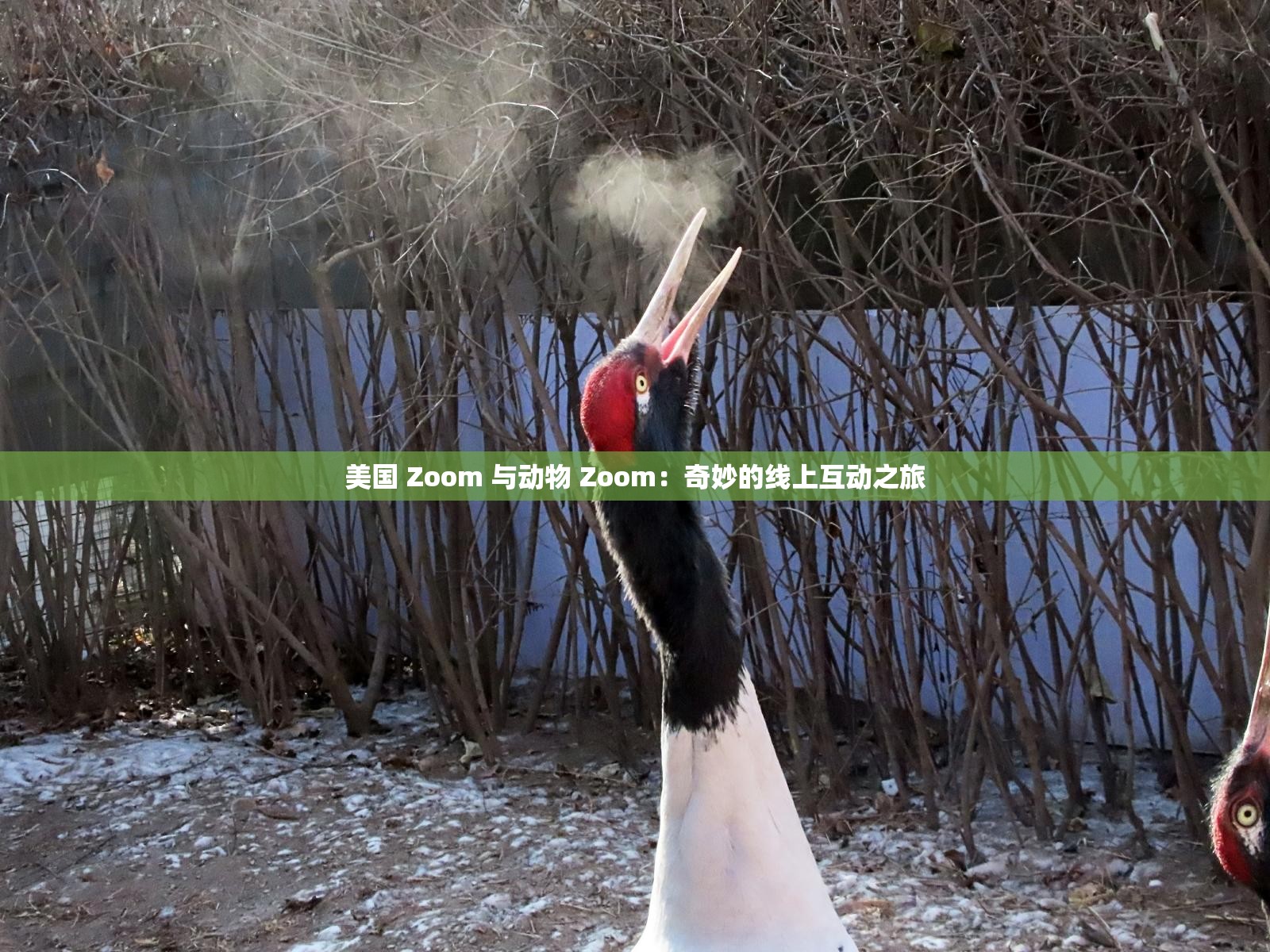 美国 Zoom 与动物 Zoom：奇妙的线上互动之旅