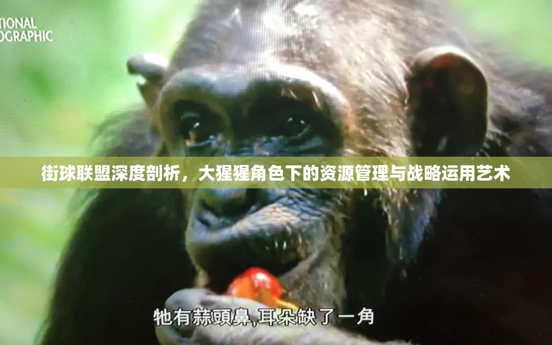 街球联盟深度剖析，大猩猩角色下的资源管理与战略运用艺术