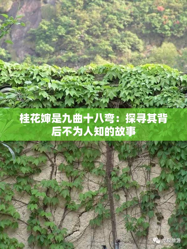 桂花婶是九曲十八弯：探寻其背后不为人知的故事