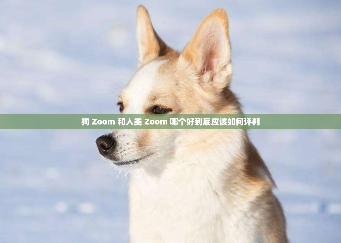 狗 Zoom 和人类 Zoom 哪个好到底应该如何评判