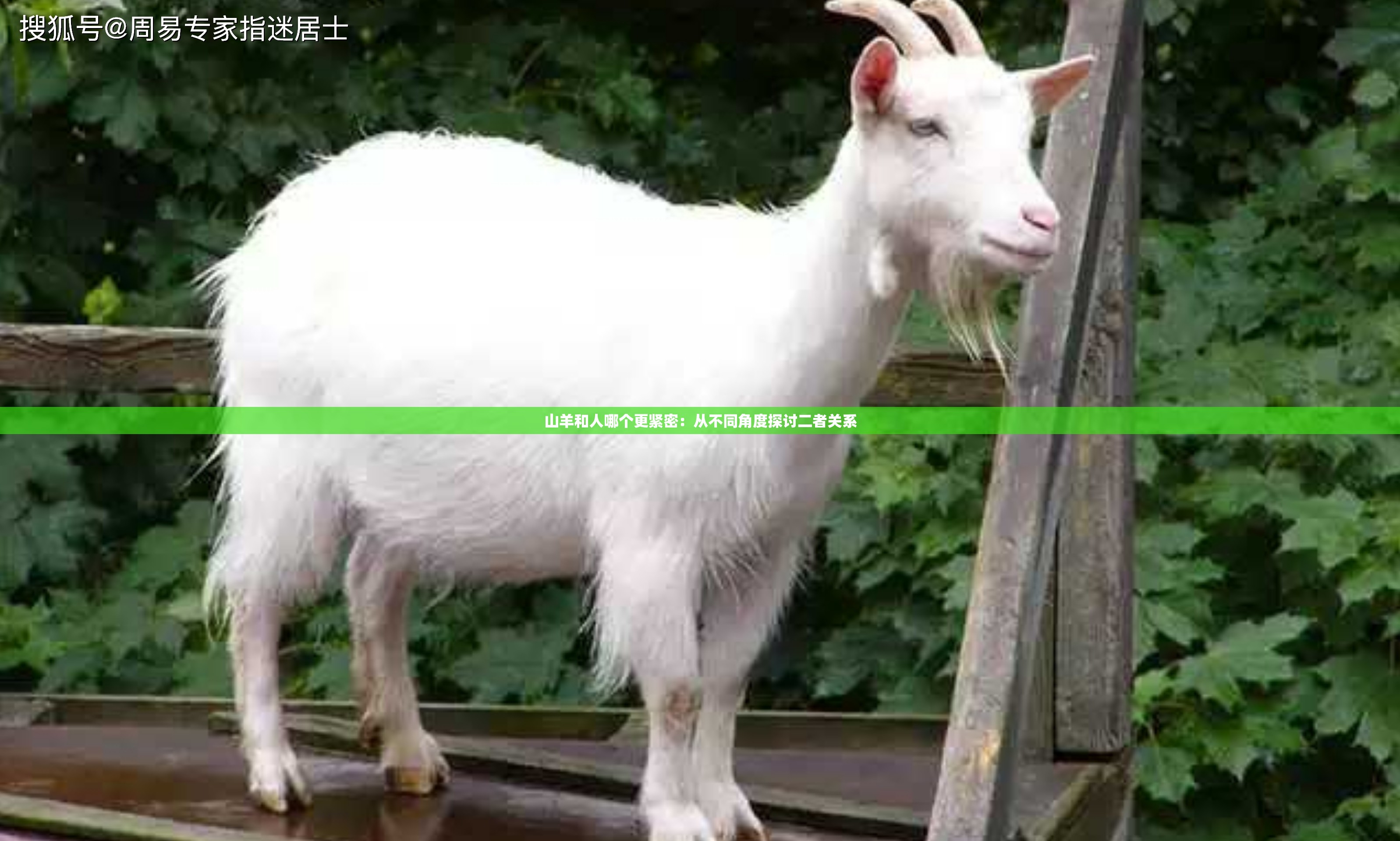 山羊和人哪个更紧密：从不同角度探讨二者关系
