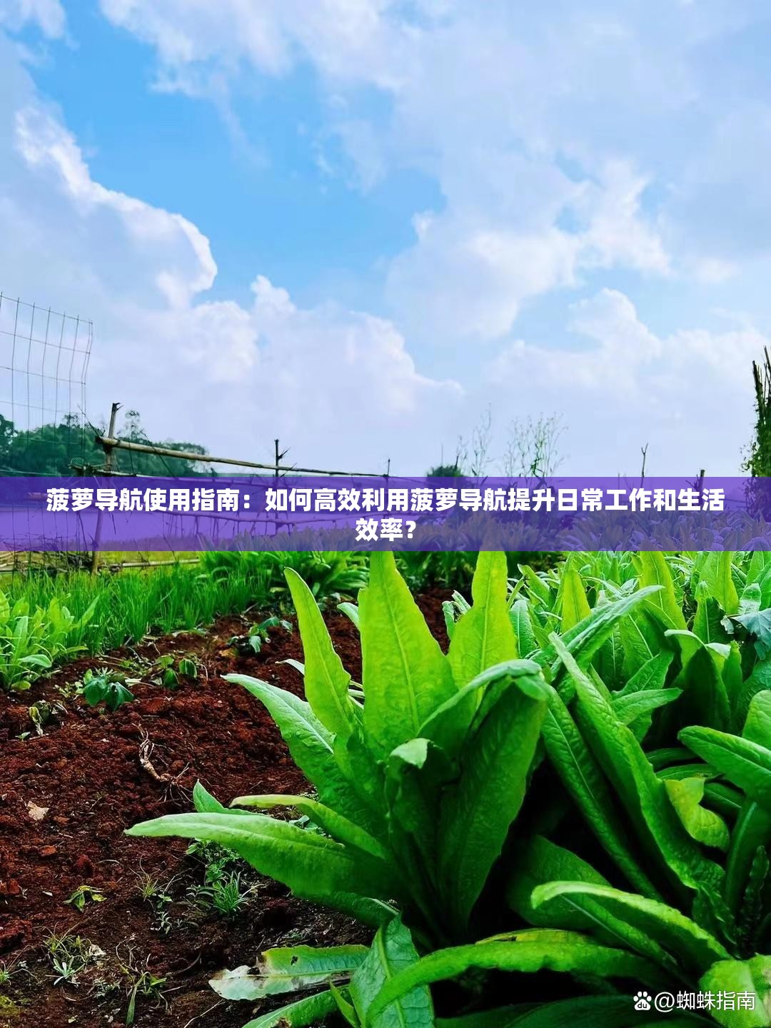 菠萝导航使用指南：如何高效利用菠萝导航提升日常工作和生活效率？