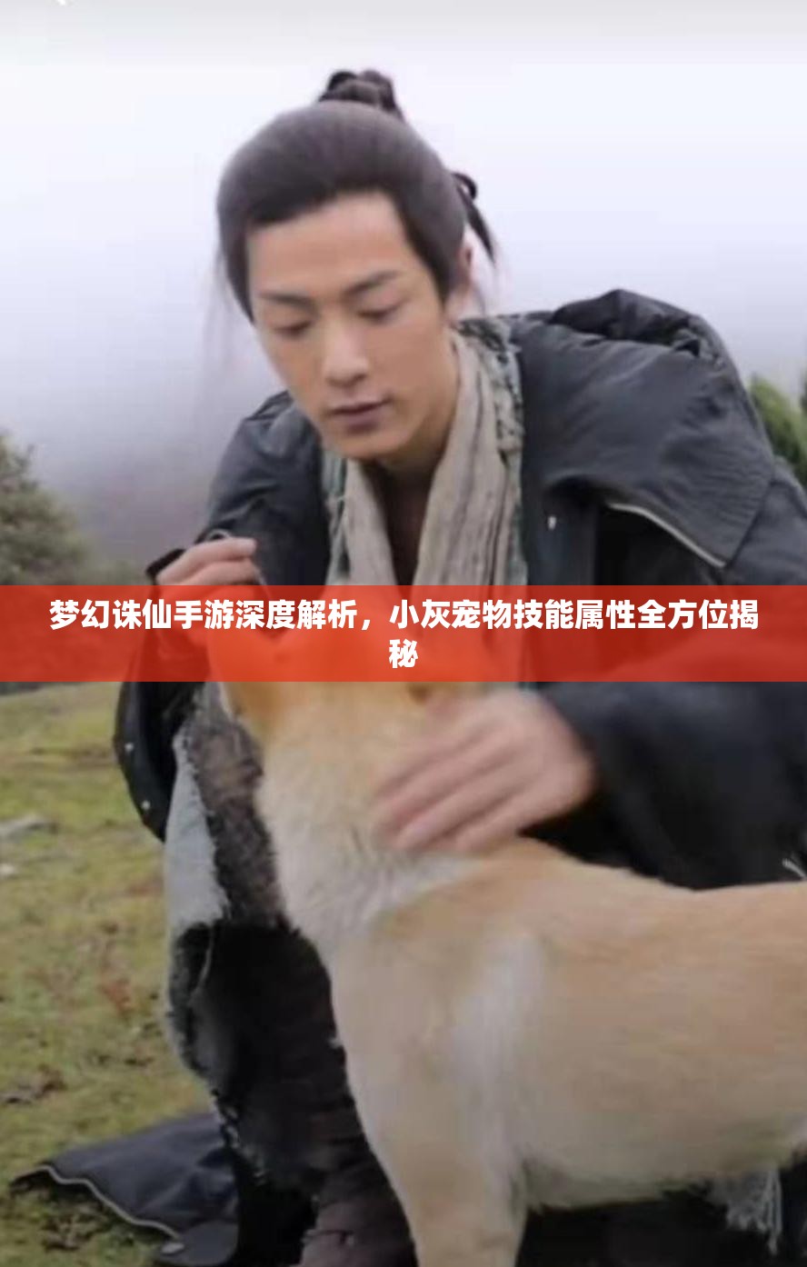 梦幻诛仙手游深度解析，小灰宠物技能属性全方位揭秘