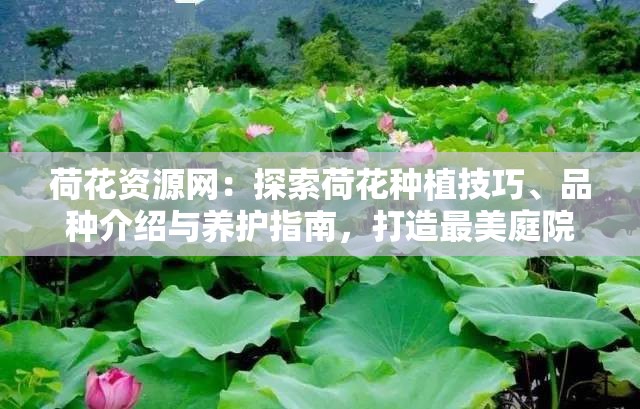 荷花资源网：探索荷花种植技巧、品种介绍与养护指南，打造最美庭院水景