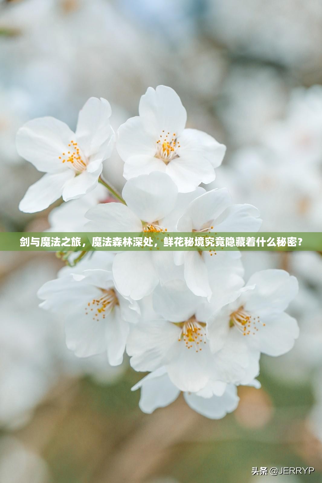 剑与魔法之旅，魔法森林深处，鲜花秘境究竟隐藏着什么秘密？