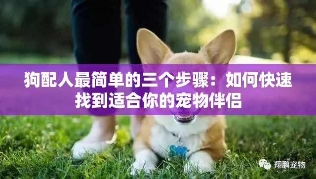 狗配人最简单的三个步骤：如何快速找到适合你的宠物伴侣