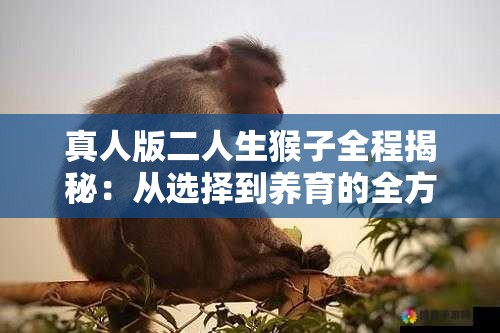 真人版二人生猴子全程揭秘：从选择到养育的全方位指南与经验分享