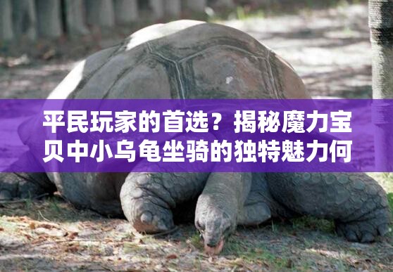 平民玩家的首选？揭秘魔力宝贝中小乌龟坐骑的独特魅力何在？