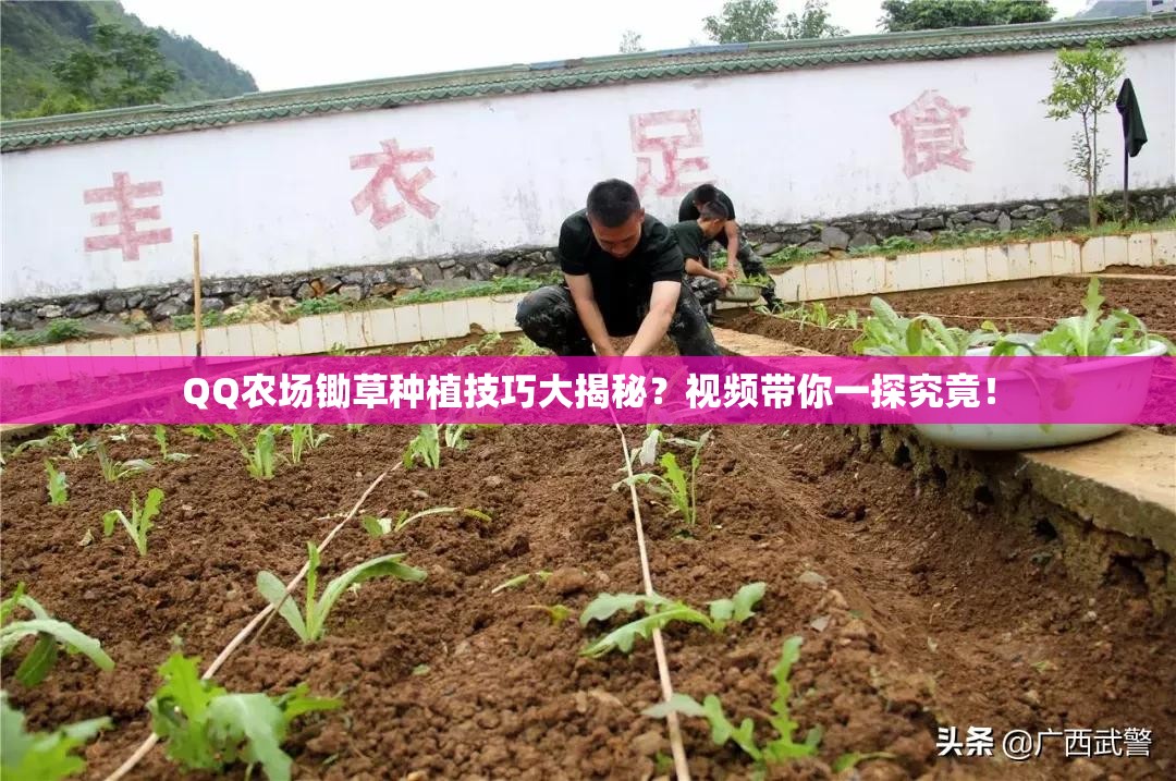 QQ农场锄草种植技巧大揭秘？视频带你一探究竟！